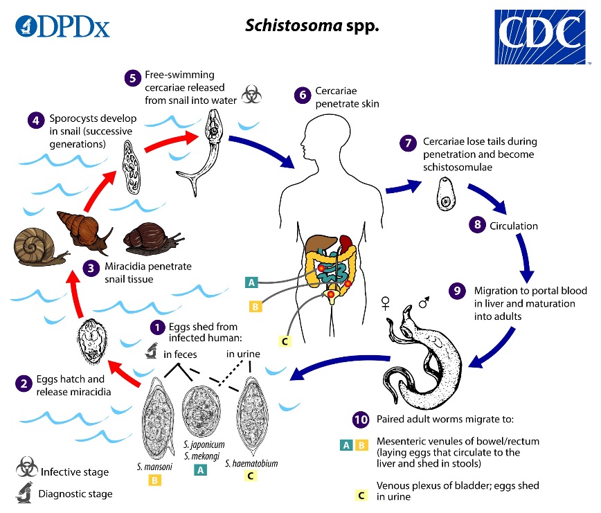 Antibody Detection in Diagnosis of Schistosomiasis