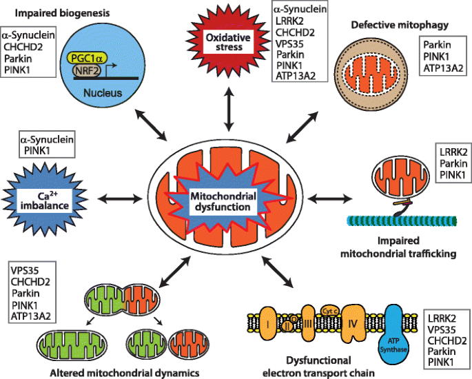 New Insights into Complex Role of Mitochondria in Parkinson's disease