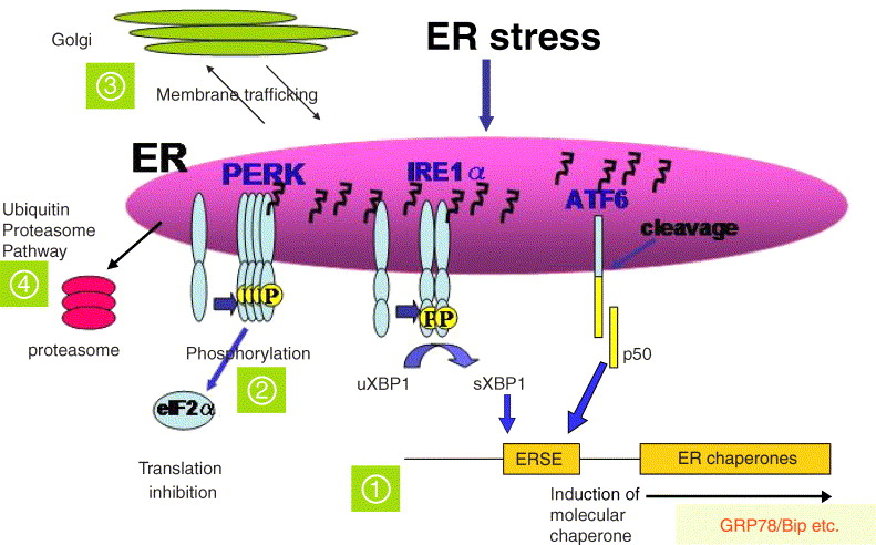 A Neuronal Trigger- Endoplasmic Reticulum Stress on Alzheimer’s Disease